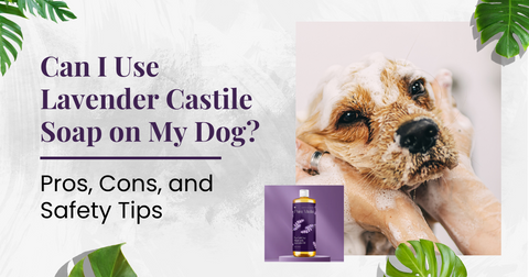 Can I Use Lavender Castile Soap on My Dog