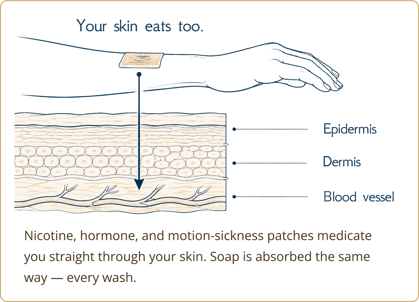 Diagram of skin layers absorbing what you put on them, the same way a medicine patch works